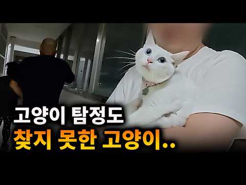고양이 탐정도 찾지 못한 고양이..