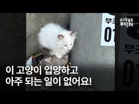 역대급 황당한 고양이 파양 사유