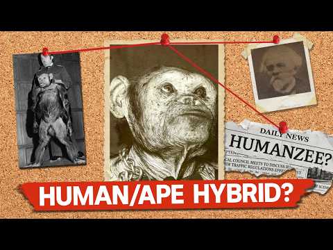Can A Human And A Chimp Have A Baby? (it's complicated)