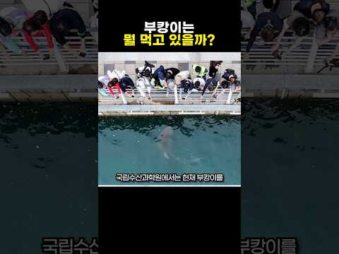 부캉이는 어떤 상어일까?