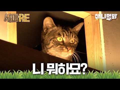 [#사파RE] 아~게임 그렇게 하는 거 아닌데~💢 사사건건 훈수 두는 PC방 고양이😼🖱️ #TV동물농장 #AnimalFarm #애니멀봐