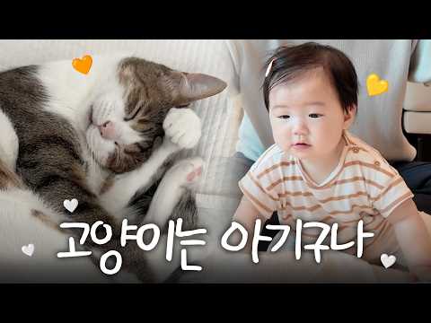아기랑 고양이랑 같이 쓰는 육아육묘 아이템👶