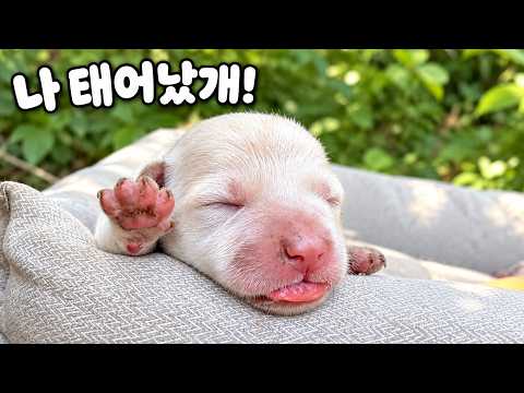 임신한줄도 몰랐어요!! 아기 강아지들이 태어났다개