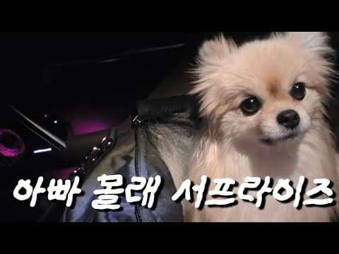 아빠 퇴근 시간 맞춰 몰래 차에서 기다리는 강아지ㅋㅋㅋ