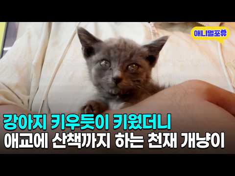 고양이 처음 키워보는 주인 강아지 키우듯이 키웠더니 | KBS 동물은 훌륭하다 250224 방송