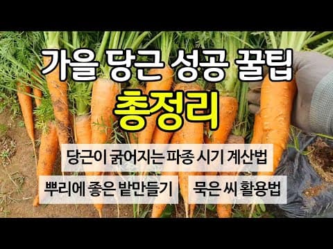 가을 당근 성공 꿀팁 총정리 - 당근이 굵어지는 파종 시기 계산법. 뿌리에 좋은 밭만들기. 묵은 씨앗 활용법