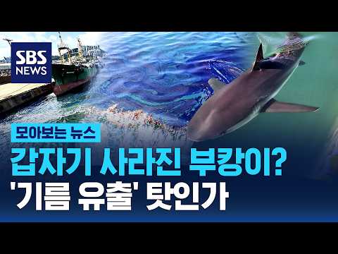 갑자기 사라진 부캉이? 북항 앞바다 '기름 유출' 탓인가 / SBS / 모아보는뉴스