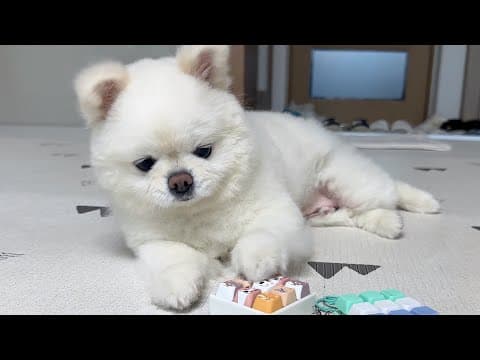 하루종일 누워서 키캡만 누르고 있는 mz강아지..