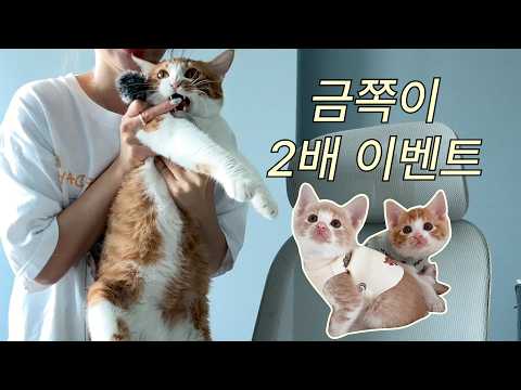 형제 고양이 같이 데려오면 알아서 커서 편하다구요? 집사가 말하는 솔직한 현실 QnA