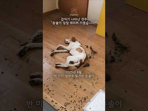 미이라 상태로 발견된 강아지 송솔이... 견주가 당장 데리고 가겠다고 합니다.