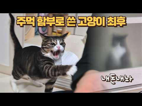 큰언니 때려서 또 징역 간 고양이 대반전 사건! 이번엔 역으로 당했습니다