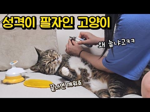 이러고 잔다고? 점점 더 진화하는 '춘봉이과' 고양이 : 집냥이 4년차, 호동이의 놀라운 변화