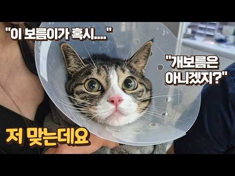 다리가 아파서 결국 병원에 간 보름이ㅠ 진료받다 뜻밖의 상황이 펼쳐졌어요