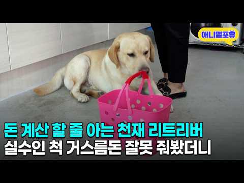 심부름은 기본 돈 계산까지 할 줄 아는 천재 리트리버 | KBS 생생정보 200717 방송