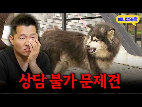 "저한테 어려운 훈련이에요" 새벽 3시까지 하울링 하는 문제견, 강형욱도 포기?ㅣKBS 개는 훌륭하다 220606 방송