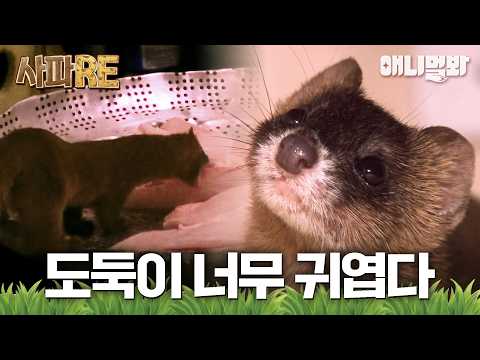 [#사파RE] 철통보안 정육점의 비계가 자꾸 사라진다...?😮 상상도 못한 깜찍한 비계 도둑의 등장💥 #TV동물농장 #AnimalFarm #애니멀봐