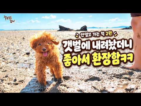 바다 안델고 가는 줄 알았던 강아지, 갯벌에 내려놨더니..ㅋㅋㅋㅋ