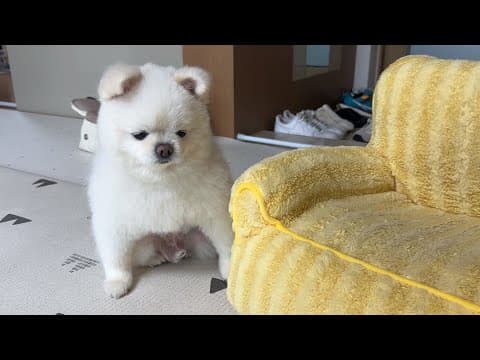 애착 소파 제발 버리지 말라고 하소연하는 뚜비..