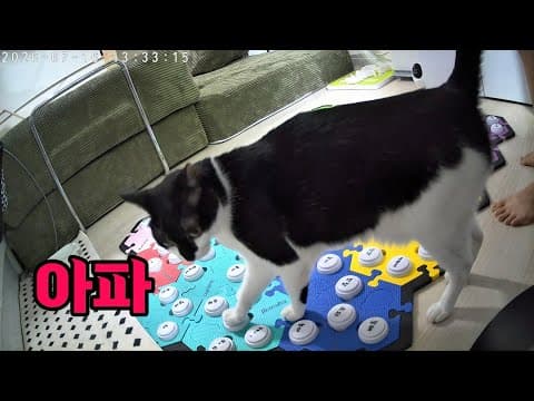 호두마루 병원에 가다 (고양이 건강검진, 백두혈통 라이언하트 호두공주, 신부전, 수심증, 간지러운 (?) 오줌, vlog)