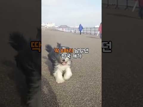 일본이 털가죽 때문에 잡아가던 한국 개가 8마리에서 살아나 독도를 지키는 이유