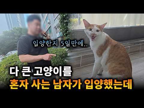 혼자 사는 남자가 입양한 고양이