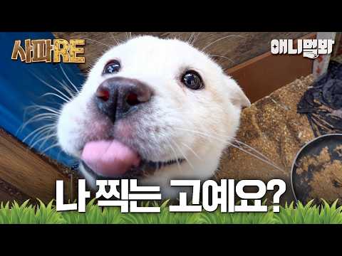 [사파RE] 저 다른 백구들보다 예쁘게 찍어주세용♥️ #동물농장 #animalfarm