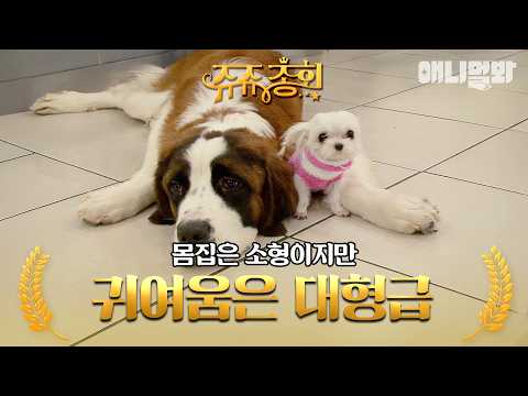 [#쥬쥬총회] 놀랍게도 왼쪽이 동생입니다 #TV동물농장 #AnimalFarm #애니멀봐