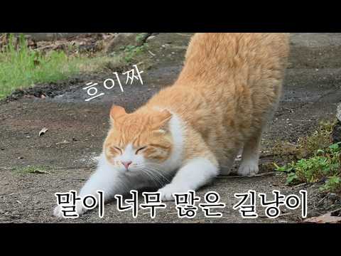 고양이 아니고 사람이지 너?