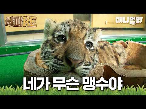 [#사파RE] 너무나 귀여운 꼬물이들😍 그러나 성체가 되면...ㄱ- #TV동물농장 #AnimalFarm #애니멀봐