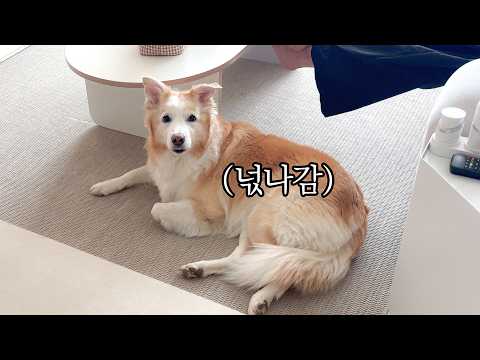 앞으로 어떻게 살아가야할지 막막한 강아지…..(충격먹음)