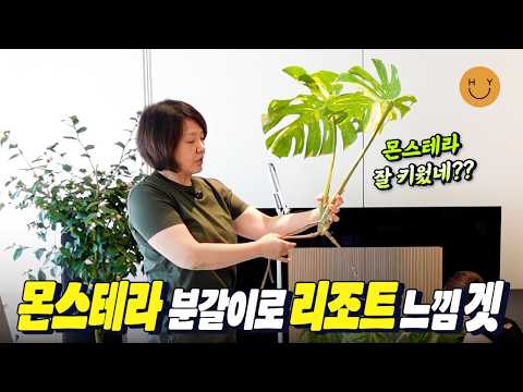 봄맞이 분갈이 브이로그 l 모셔두었던 예쁜 화분 총출동! 거대 몬스터 아니 몬스테라와의 분갈이 한판 승부🌿고사리, 바질 먹지 말고 화분에 양보하세요~ 분갈이로 리조트 느낌 겟?