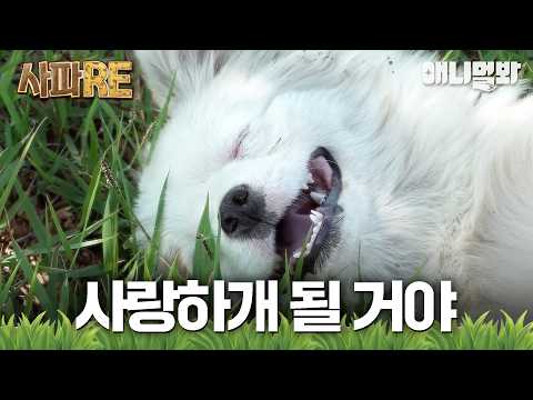 [#사파RE] 못난이라 불러도 귀여워 보이면 이미 감긴 거야~😊♥️ #TV동물농장 #AnimalFarm #애니멀봐