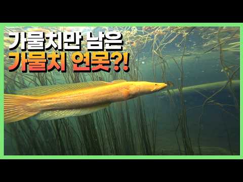 왜가리에게 털려버린 비단잉어 연못의 근황은...?
