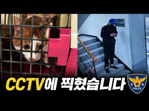 새벽 2시, 동물병원 앞에 고양이를 버리고 갔습니다
