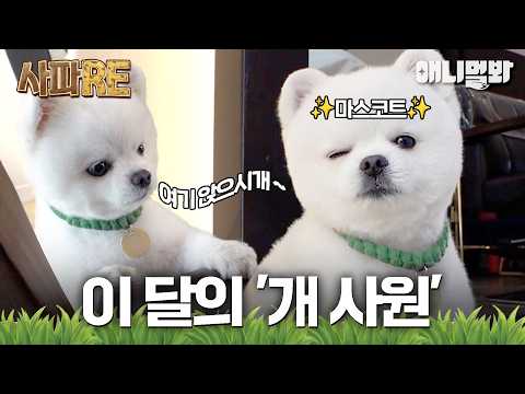 [#사파RE] 🐶돈 벌어 올게😺 😭너네가 무슨 일을 한다고 그래😭 #TV동물농장 #AnimalFarm #애니멀봐