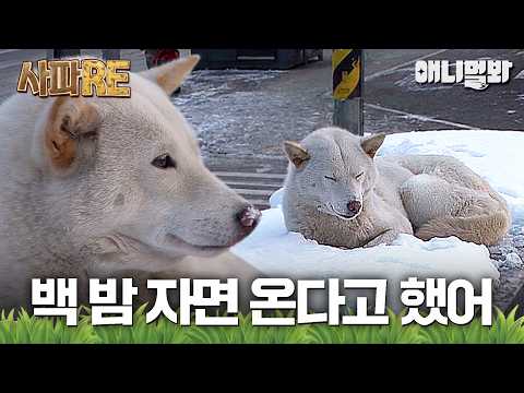 [#사파RE] 엄동설한 속❄️ 한 백구의 이야기😭 #TV동물농장 #AnimalFarm #애니멀봐